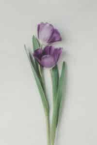 Two purple tulips with green stems on a light background.